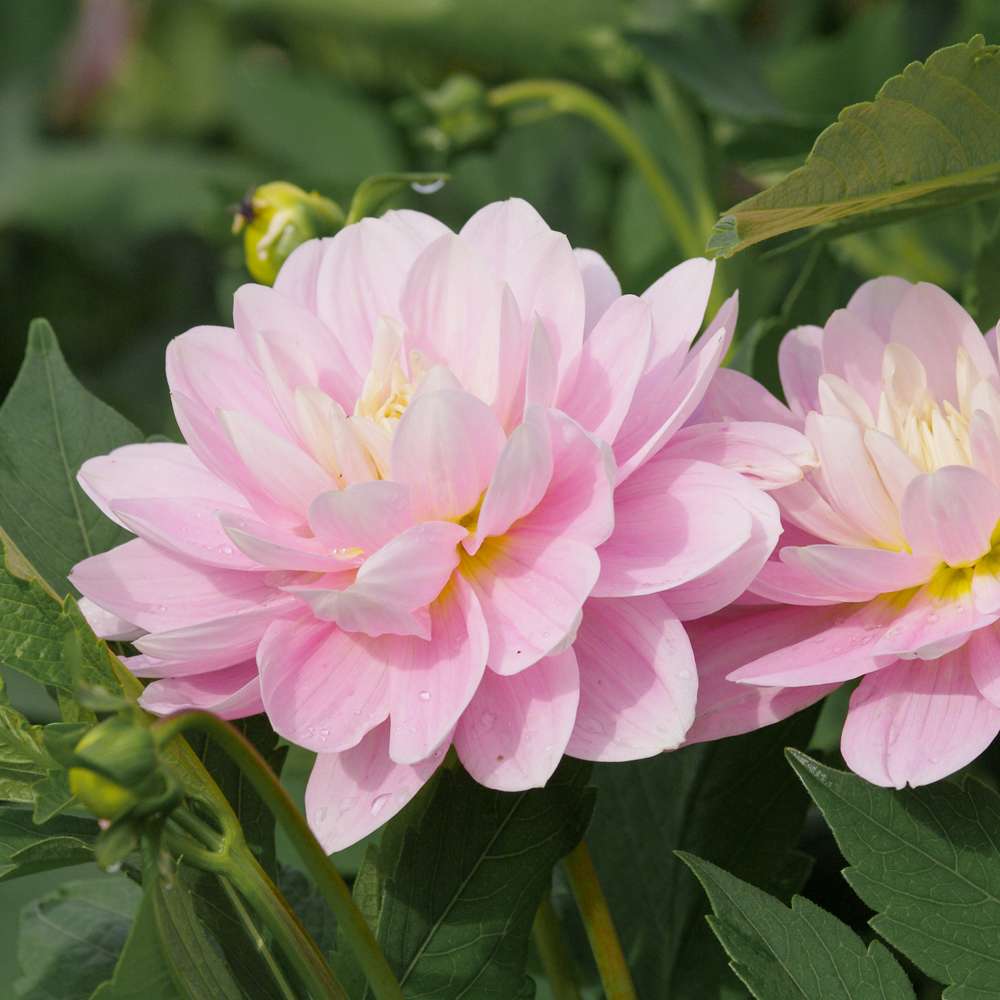 Dahlia 'Bracken Ballerina'